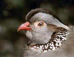 Image of Barbary Partridge