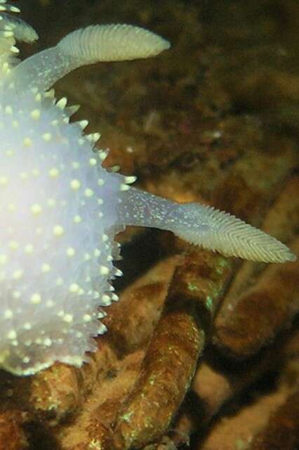 Image of Acanthodoris hudsoni MacFarland 1905