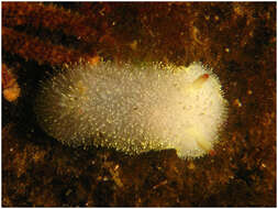 Image of Acanthodoris nanaimoensis O'Donoghue 1921