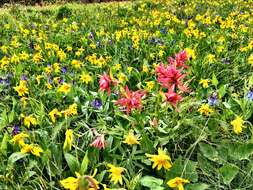 Image of heartleaf arnica