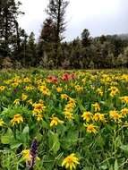 Image of heartleaf arnica