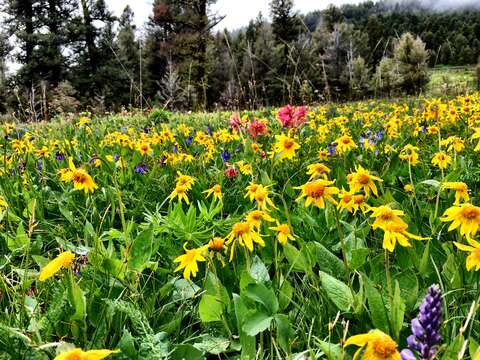 Image of heartleaf arnica