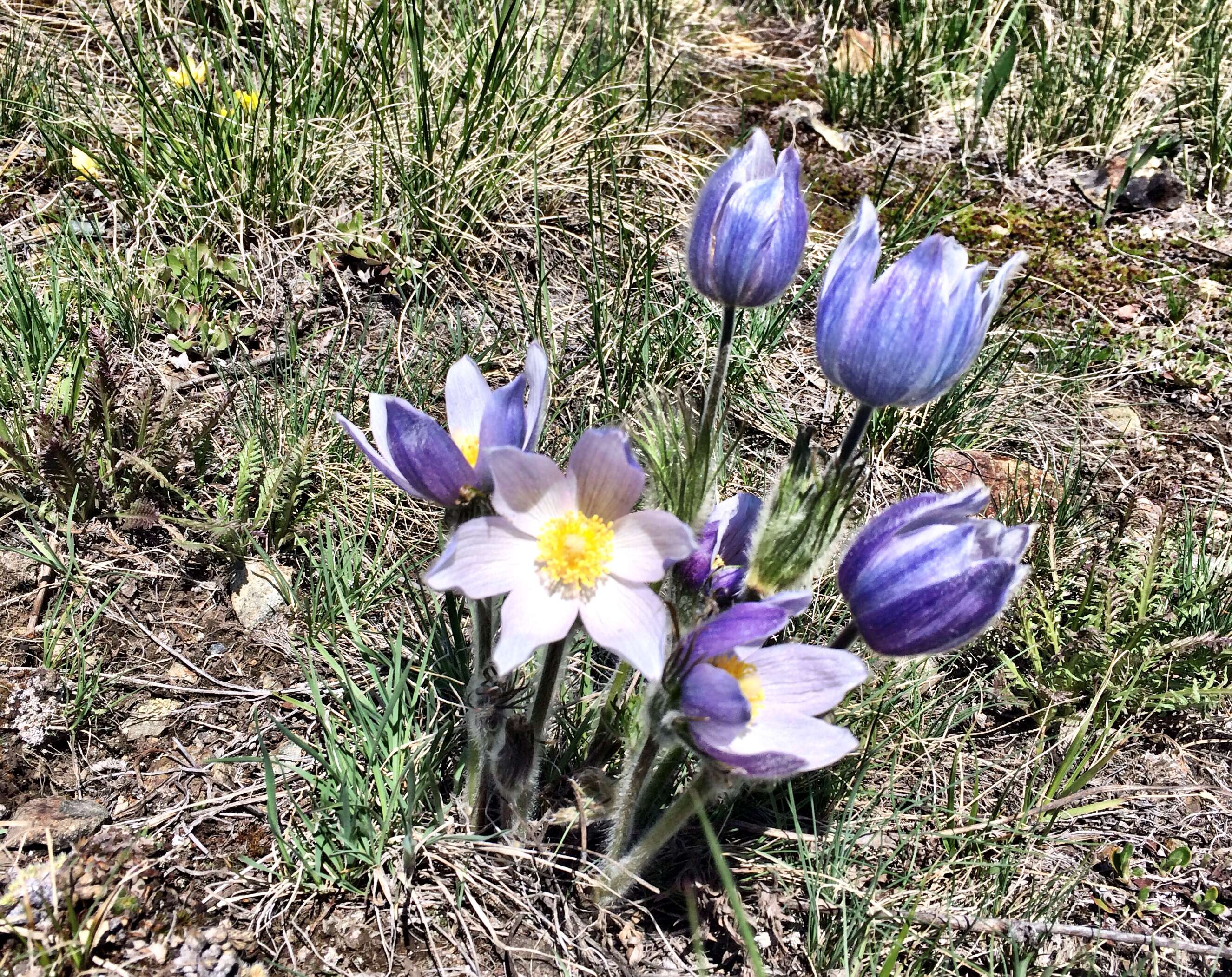 Pulsatilla patens (L.) Mill. resmi