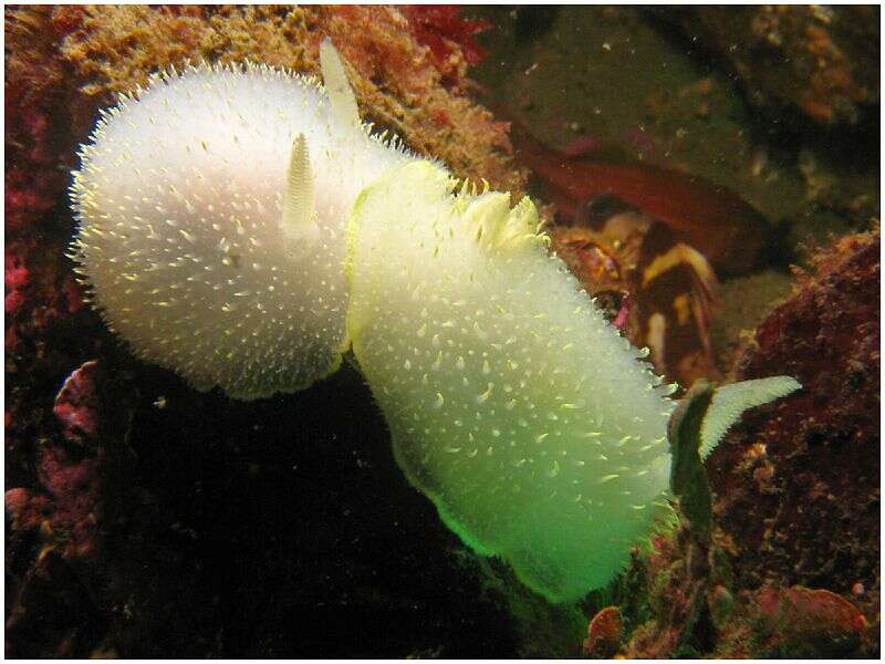 Image of Acanthodoris hudsoni MacFarland 1905