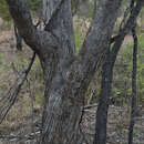 Imagem de Eucalyptus persistens L. A. S. Johnson & K. D. Hill