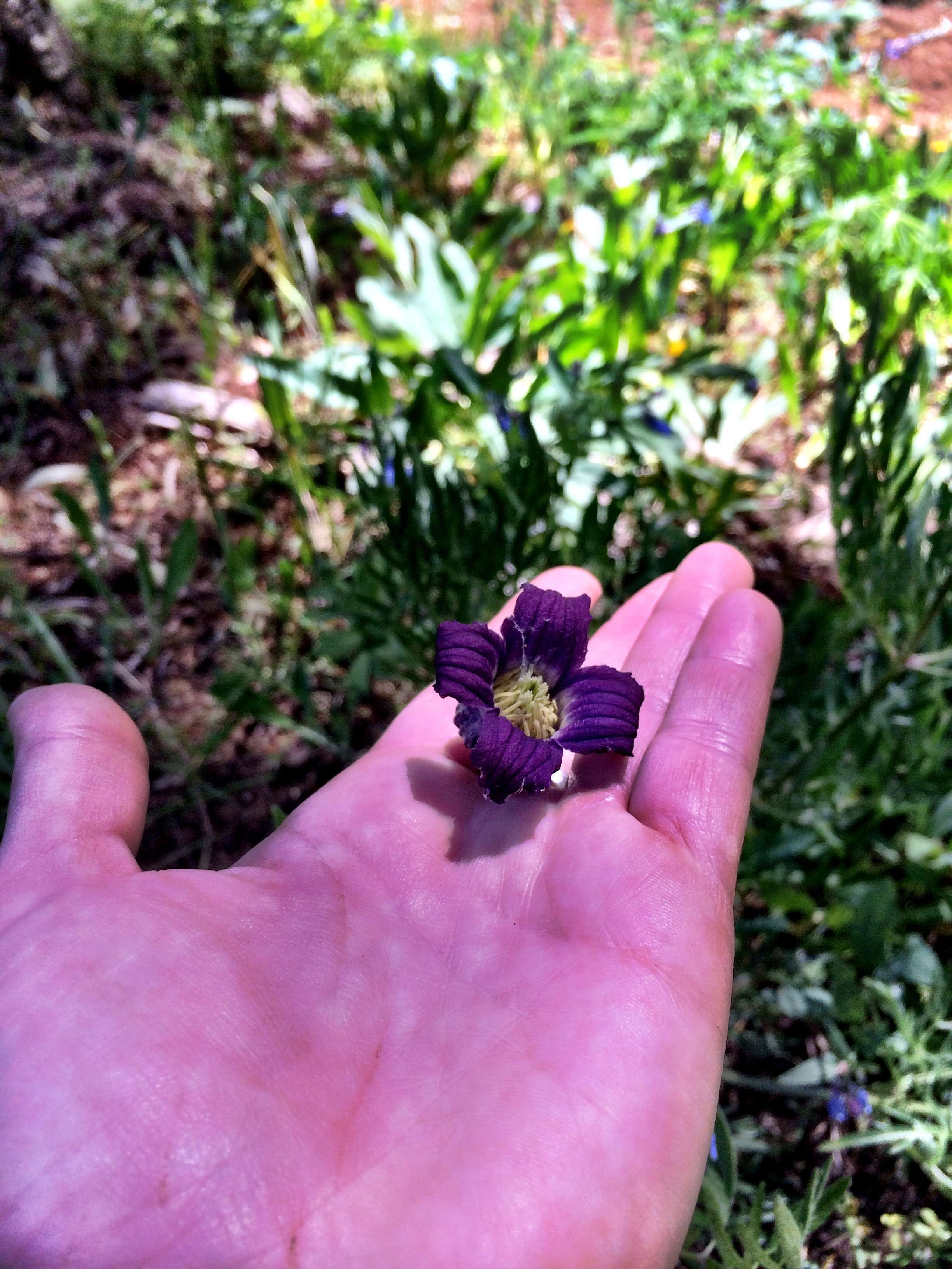 Image of hairy clematis