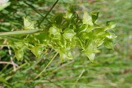 Слика од Habenaria lithophila Schltr.