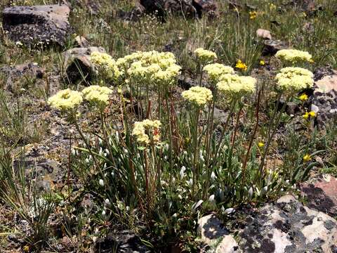 Image of sulphur-flower buckwheat