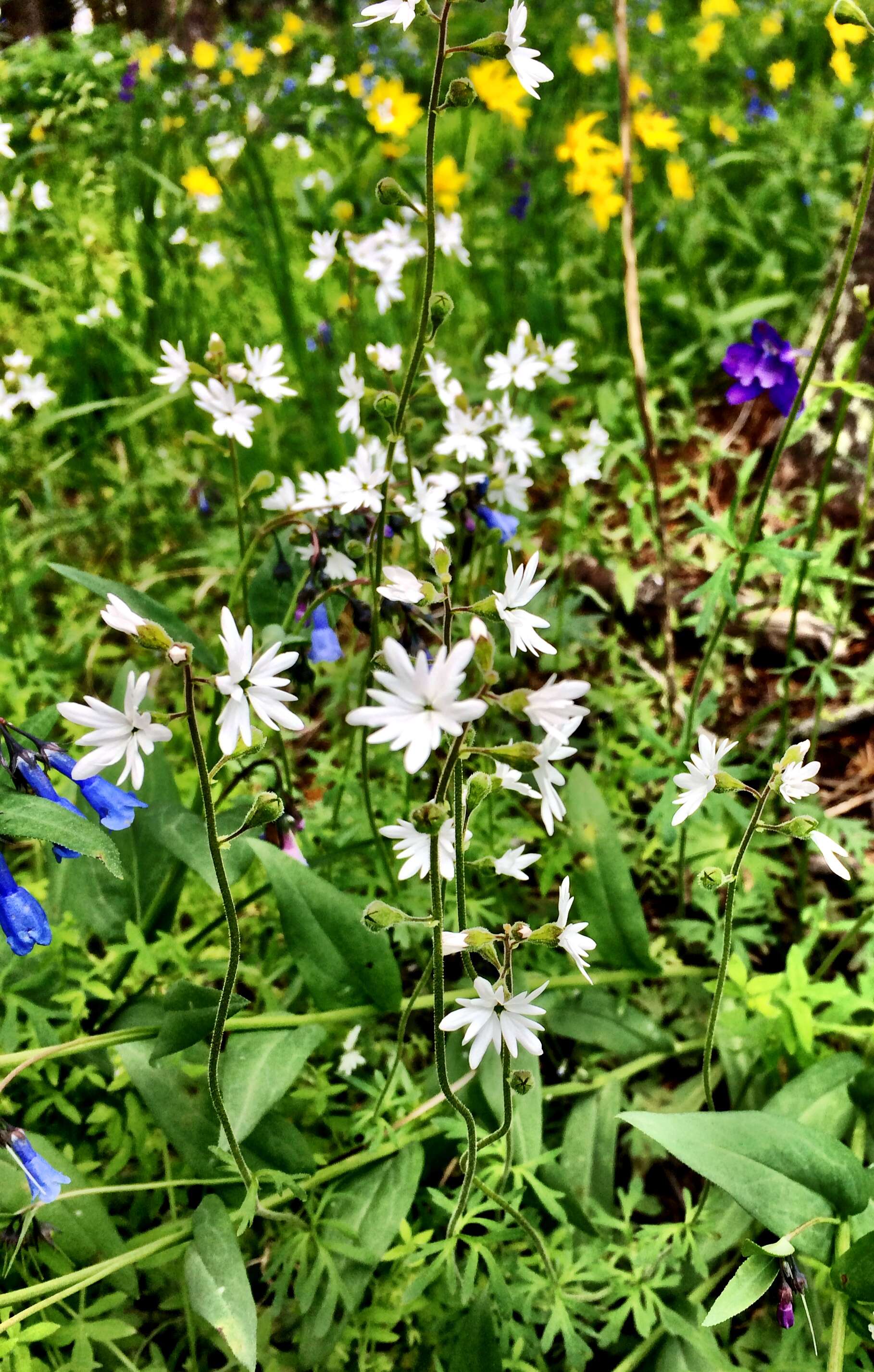 Image of smallflower woodland-star