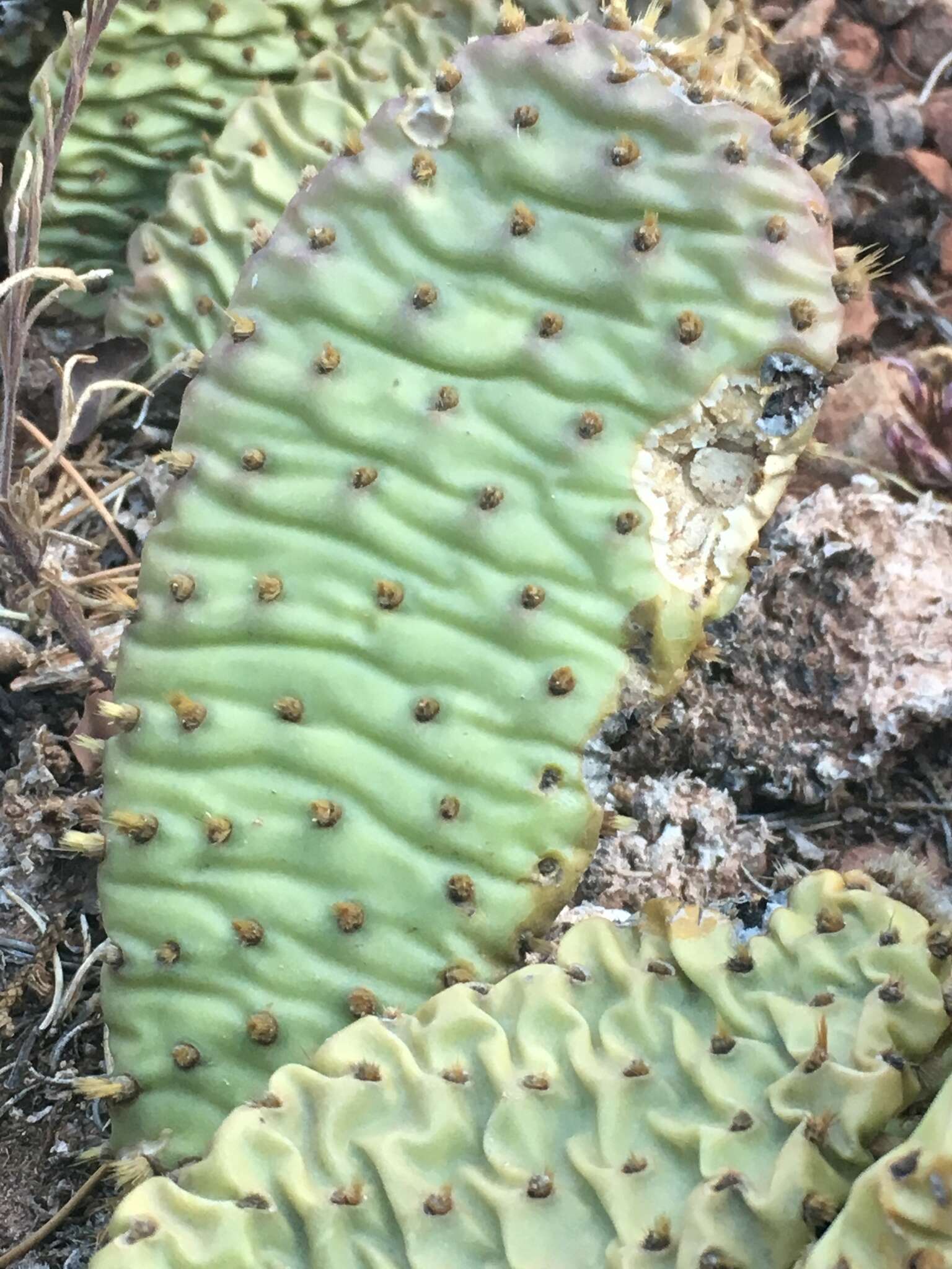 Image of Golden Prickly-pear