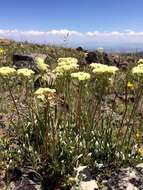 Image of sulphur-flower buckwheat