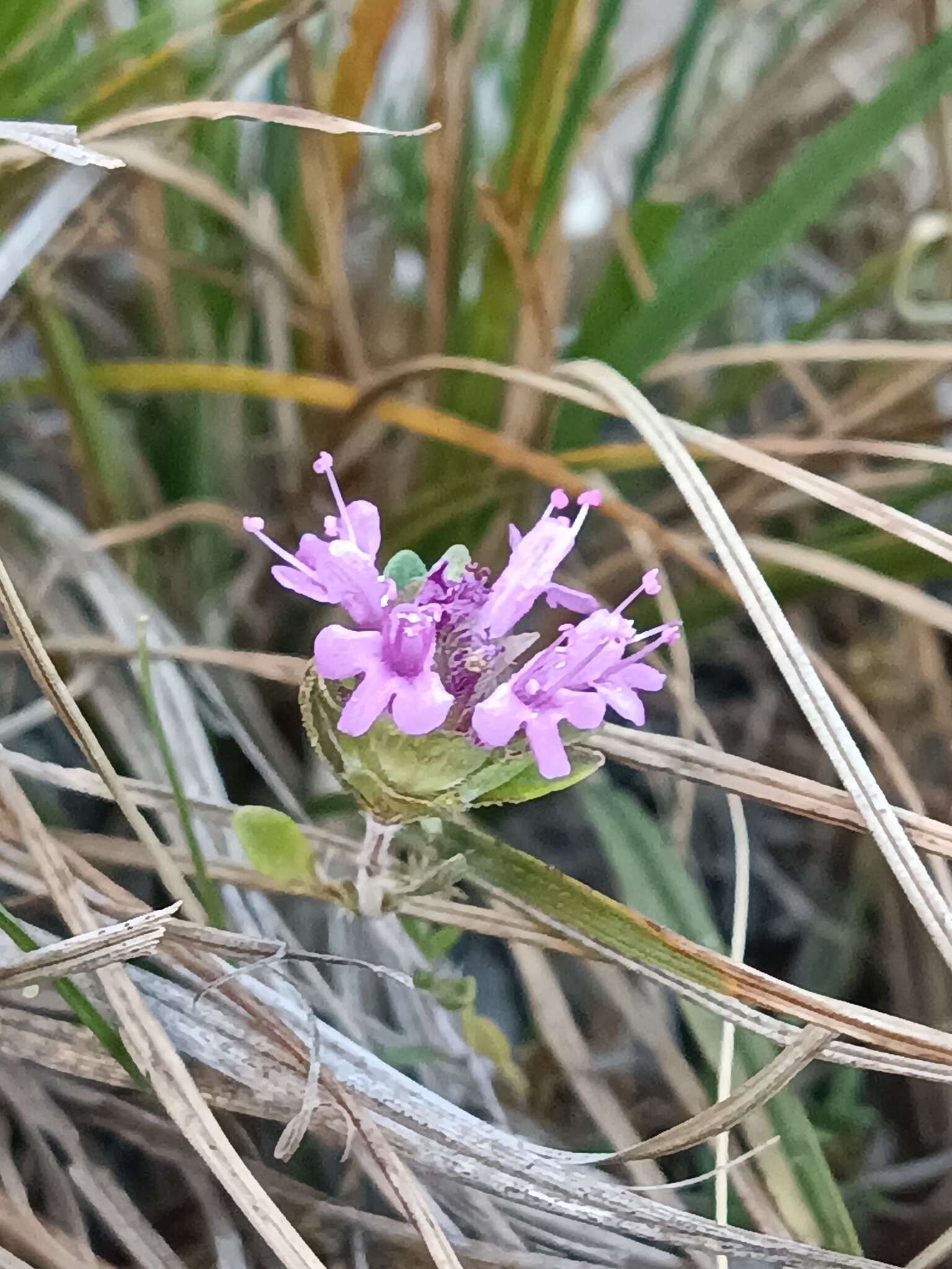 Sivun Thymus granatensis Boiss. kuva