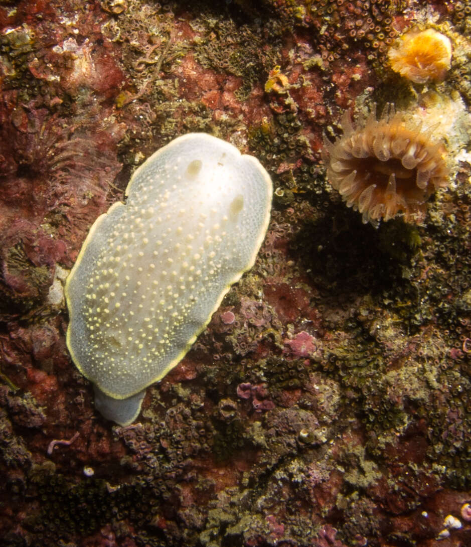 Image of Acanthodoris hudsoni MacFarland 1905