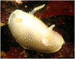 Image of Acanthodoris hudsoni MacFarland 1905