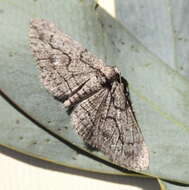 Image of Ectropis plectroneura Lower 1900