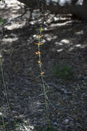 Sivun Penstemon labrosus (A. Gray) Mast. ex Hook. fil. kuva