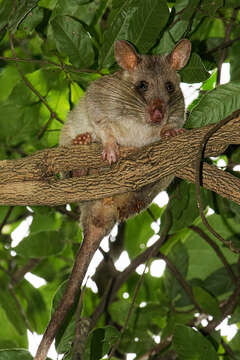 Image of Gambian Rat