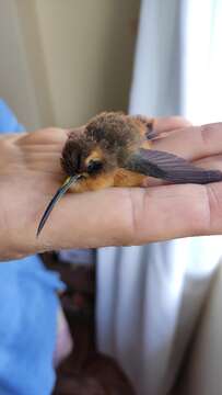 Image of Reddish Hermit