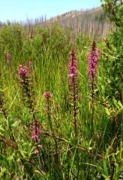 Image of elephanthead lousewort