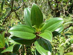 Image of Miconia amplinodis G. Umaña Dodero & F. Almeda