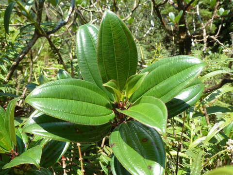 Miconia amplinodis G. Umaña Dodero & F. Almeda的圖片