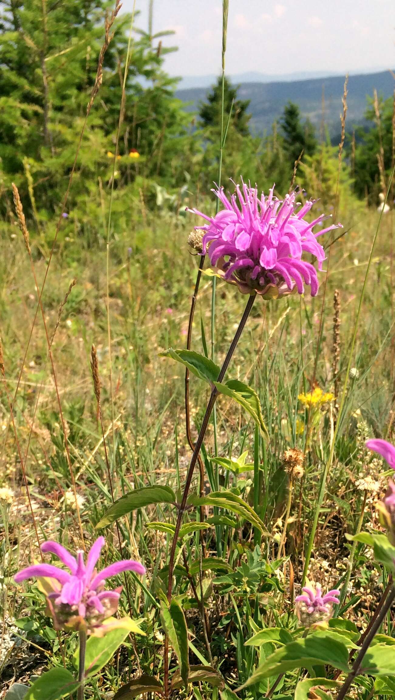 Image of wild bergamot