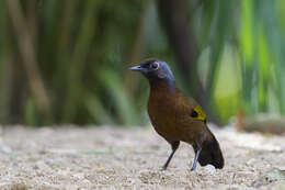 Image of Malayan Laughingthrush