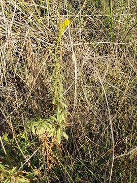 Image of Southern Goldenrod