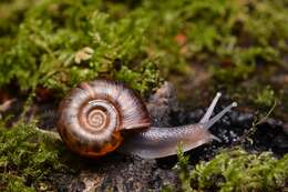 Image of Quimper Snail