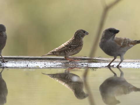 Image of Cut-throat Finch