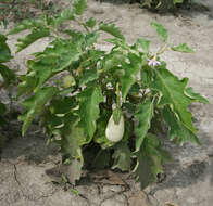 Image of eggplant