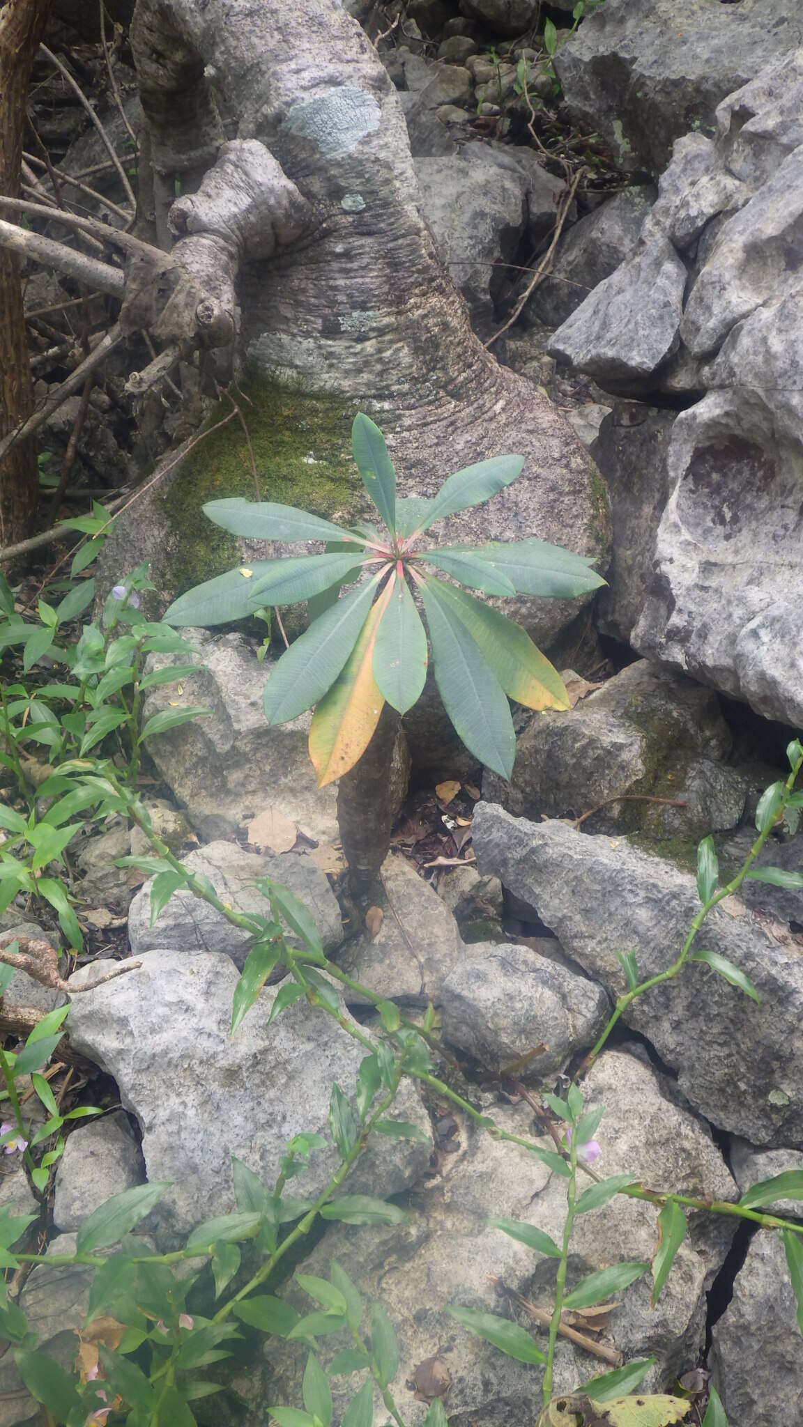 Imagem de Euphorbia pachypodioides Boiteau