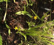 Image of Hypoxis parvula var. parvula