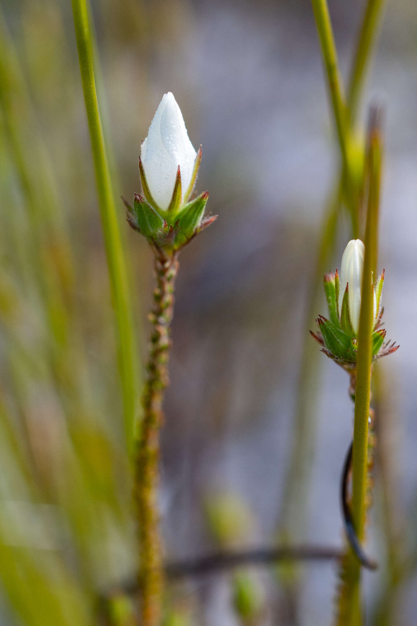 Image of Roella dregeana var. dregeana