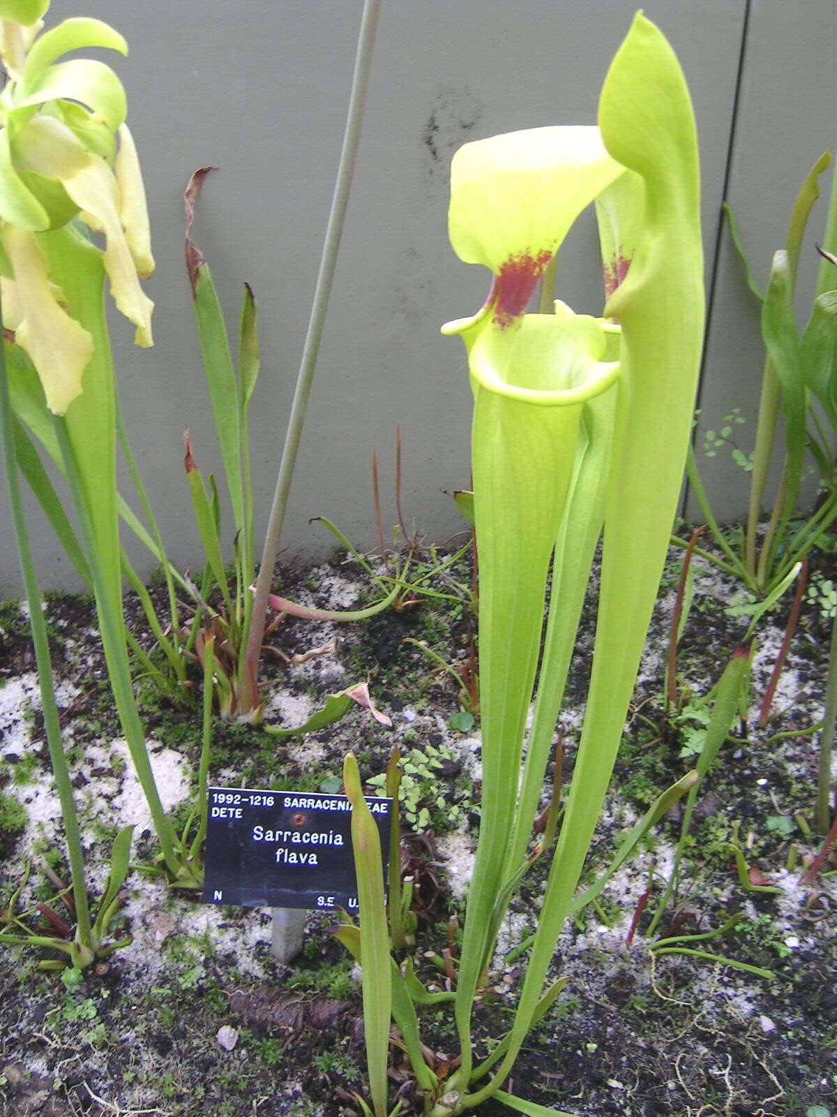 Image of Yellow pitcher plant