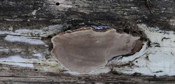 Image of Phellopilus