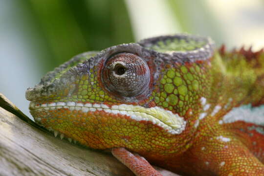 Image of Panther Chameleon