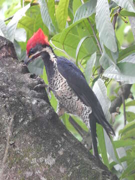 Image of Lineated Woodpecker