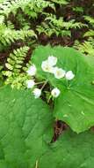 Image de Diphylleia grayi F. Schmidt