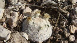 Image of Lace-spine Nipple Cactus