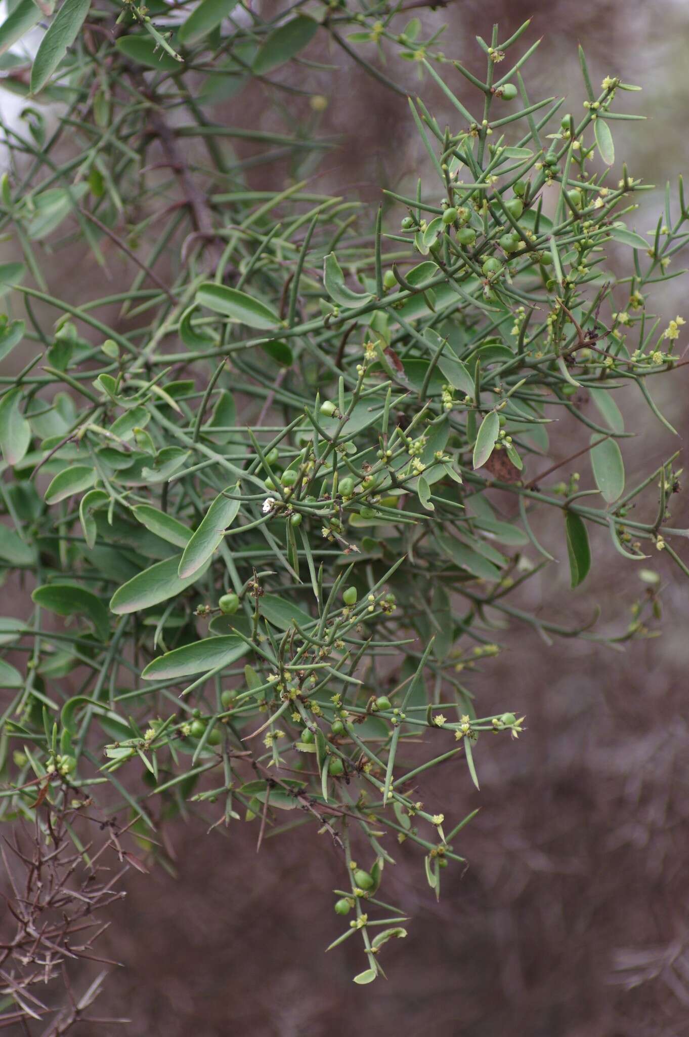 Plancia ëd Scutia spicata var. pauciflora (Hook. fil.) M. Johnston