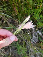 Image of Gladiolus virgatus Goldblatt & J. C. Manning