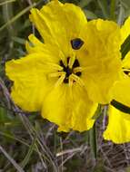 Oenothera berlandieri subsp. pinifolia (Engelm.) W. L. Wagner & Hoch resmi