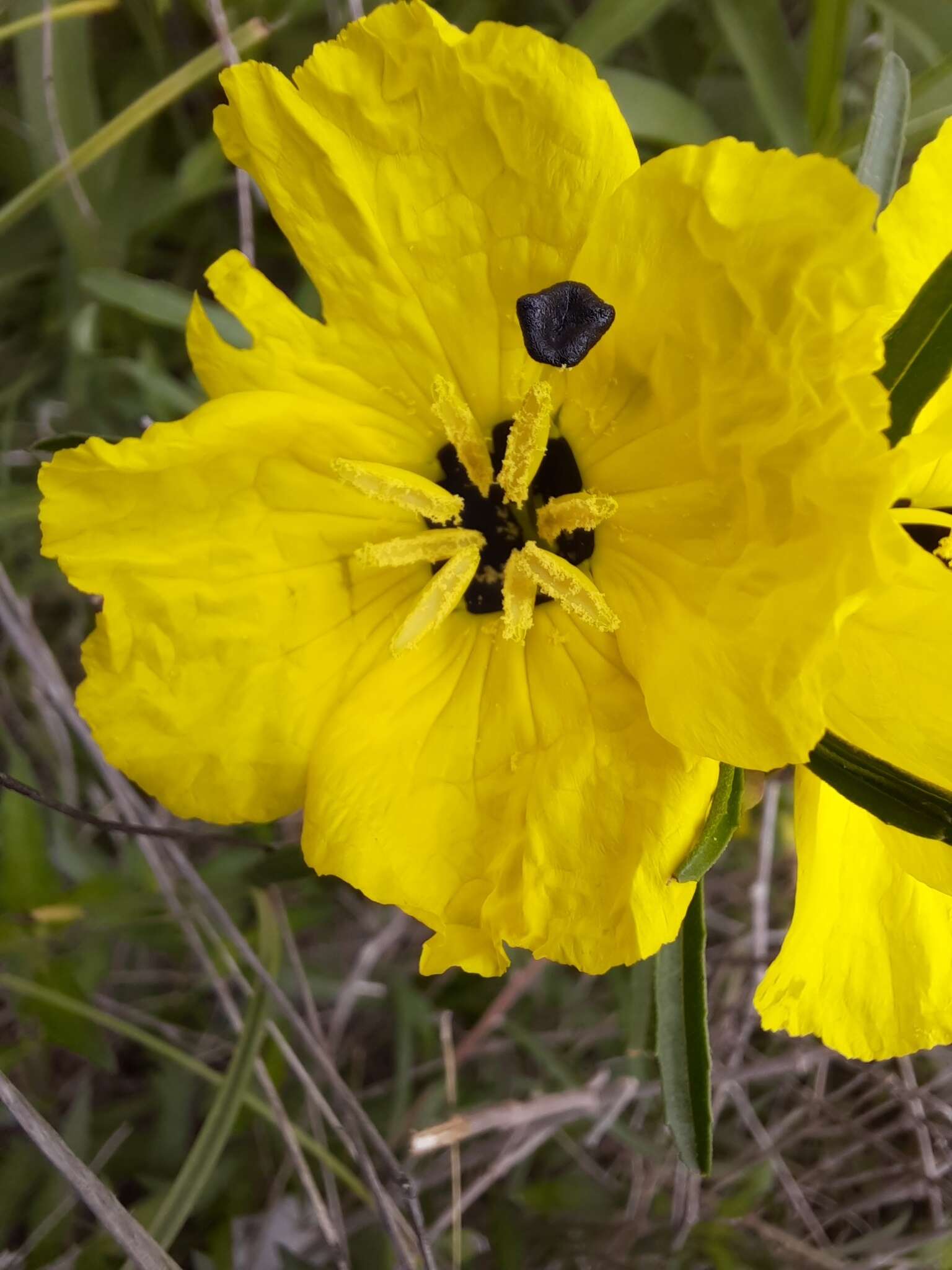 Plancia ëd Oenothera berlandieri subsp. pinifolia (Engelm.) W. L. Wagner & Hoch