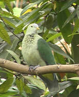 Image of Grey-green Fruit Dove