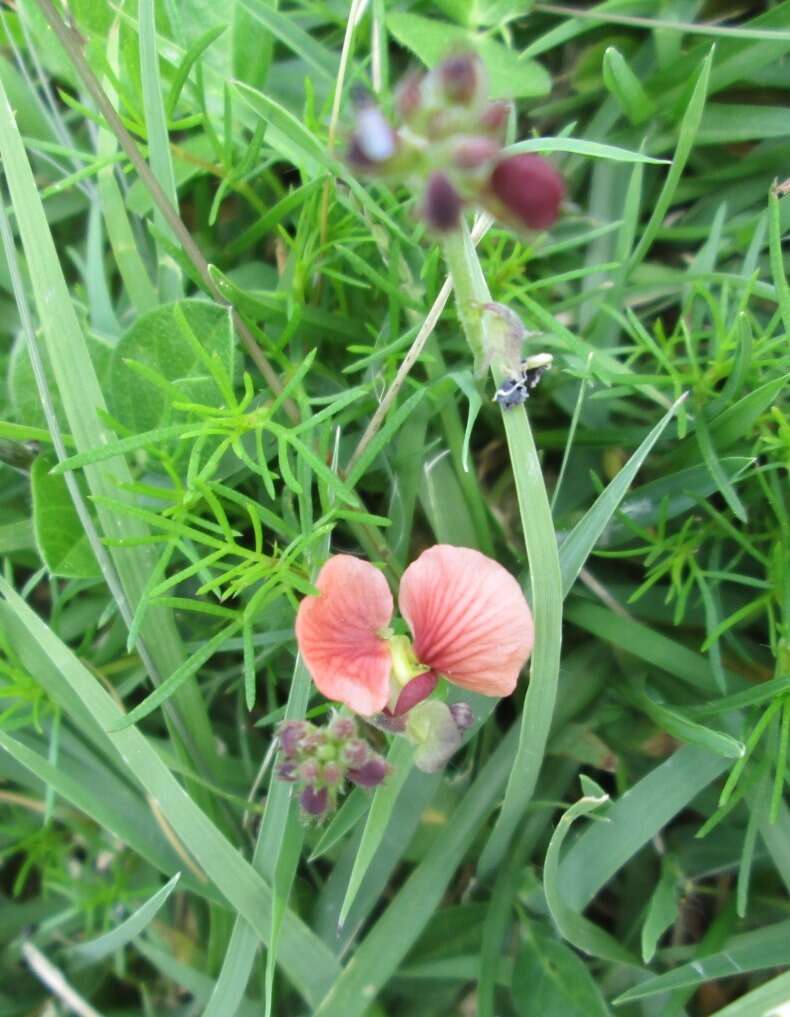 Слика од Macroptilium gibbosifolium (Ortega) A. Delgado