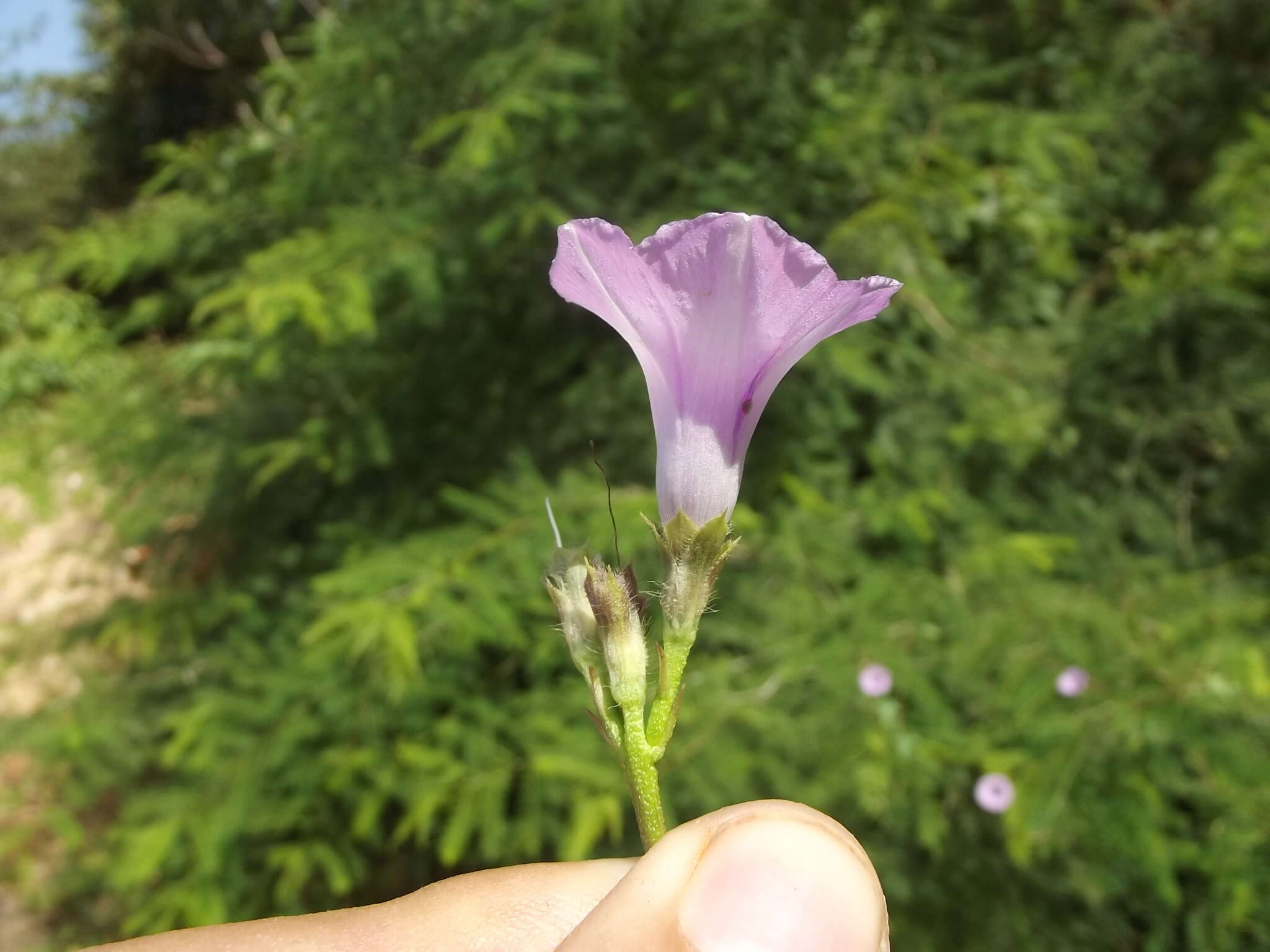 Plancia ëd Ipomoea triloba L.