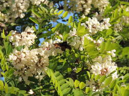 Plancia ëd Xylocopa frontalis (Olivier 1789)