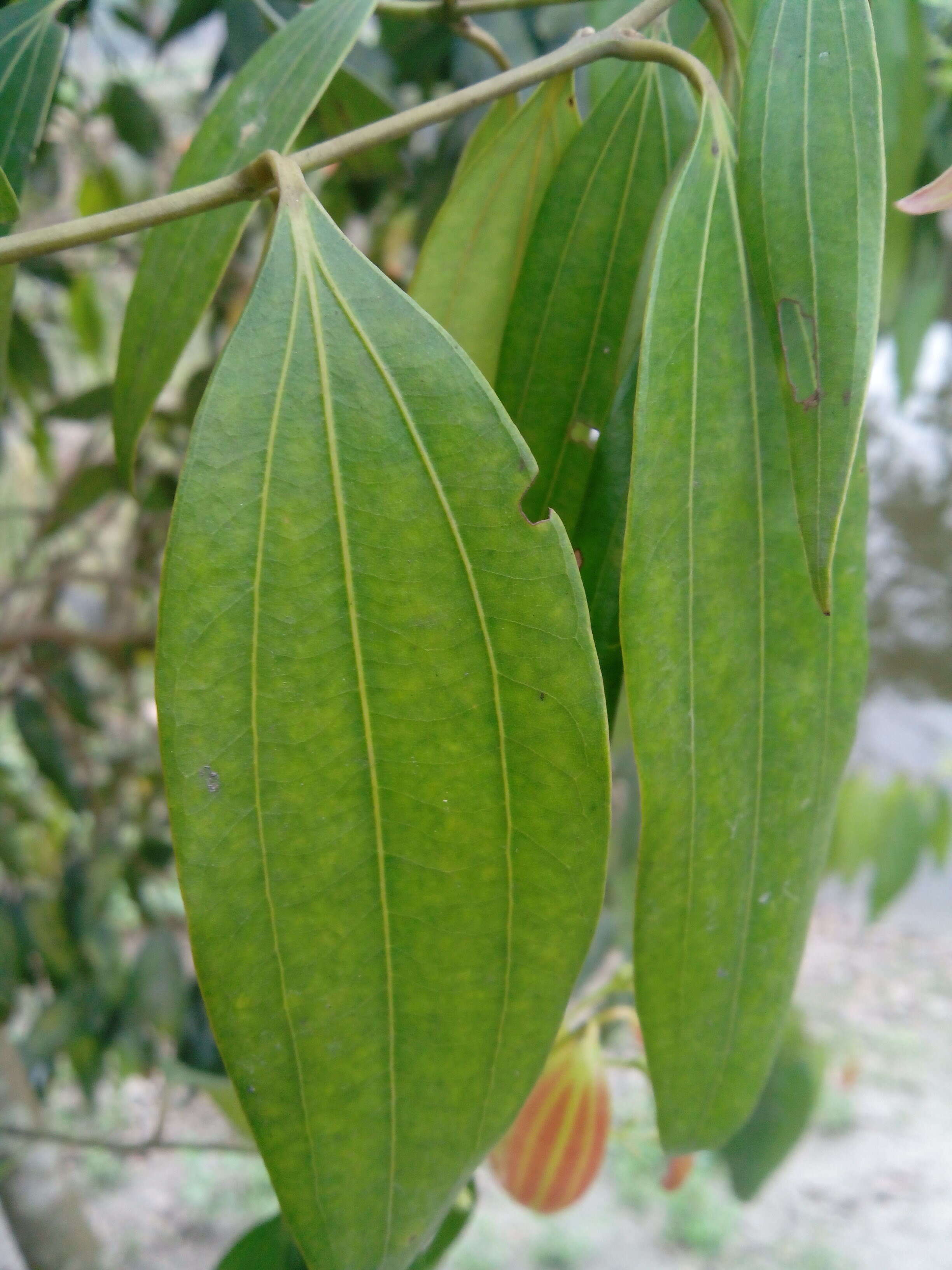Image of indian bark