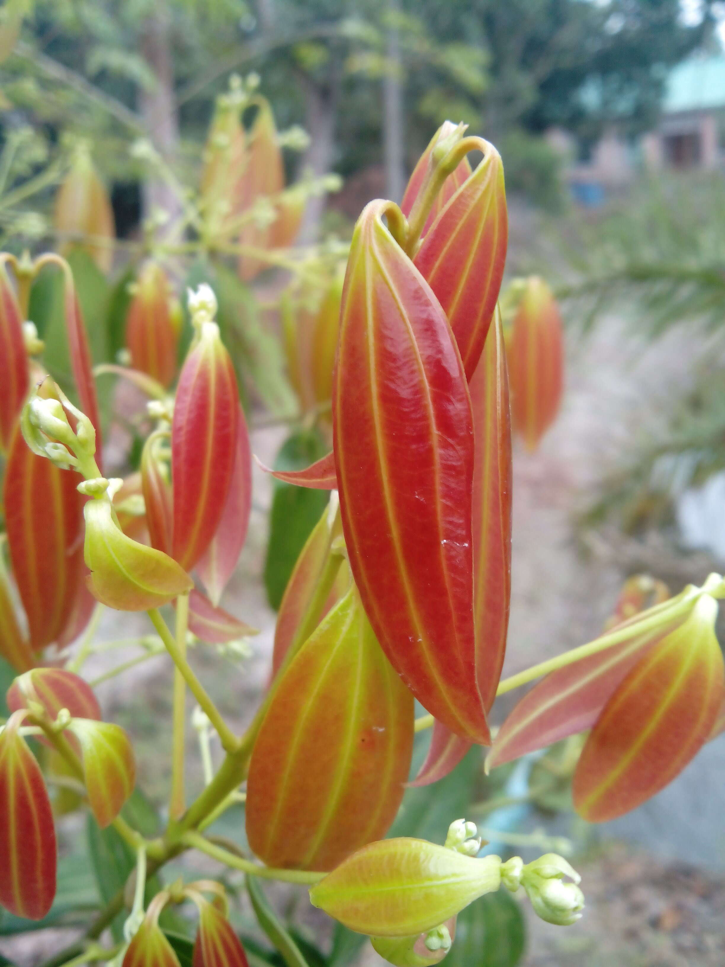 Image of indian bark